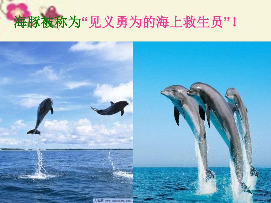 五年级语文（下册） 第2单元 8《海豚救人》课件8 语文S版_第1页