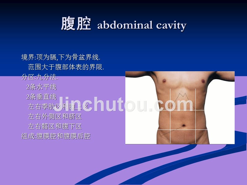腹腔解剖图谱（67页）_第1页