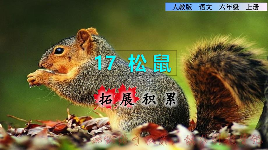 统编版小学语文五年级上册第五单元 17.松鼠拓展积累课件_第1页