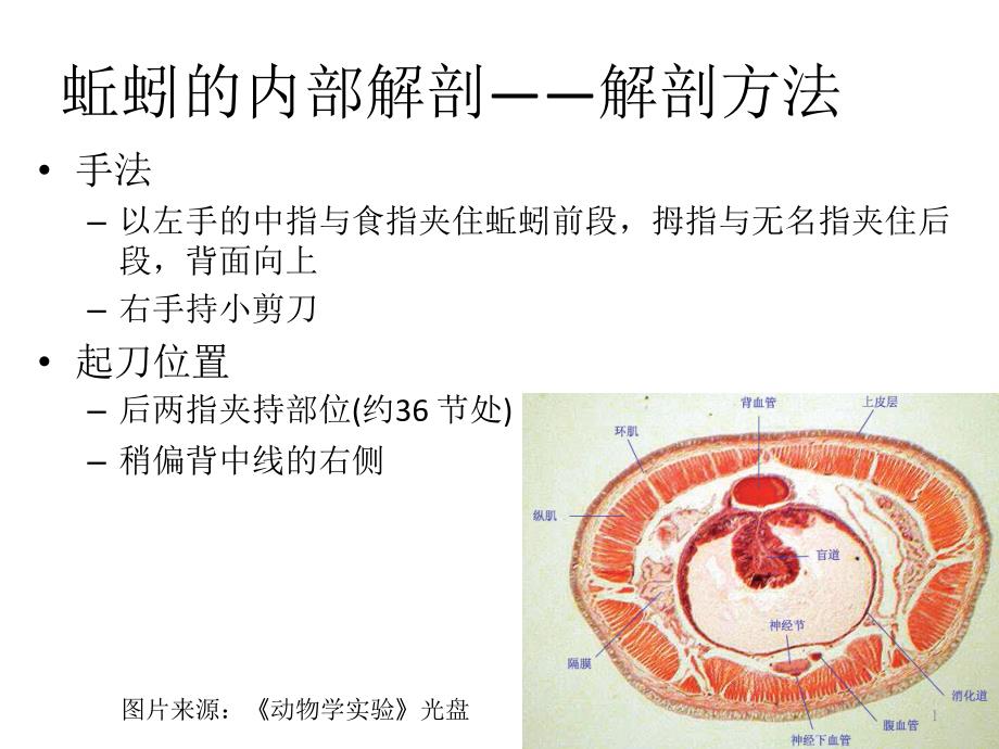 蚯蚓解剖与比较解剖参考课件_第1页