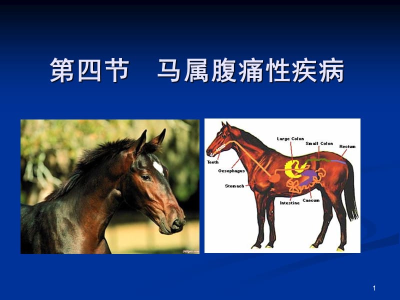 内科消化系统马属及其他动物参考PPT_第1页