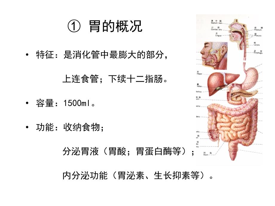 《胃肠肝结构》_第1页