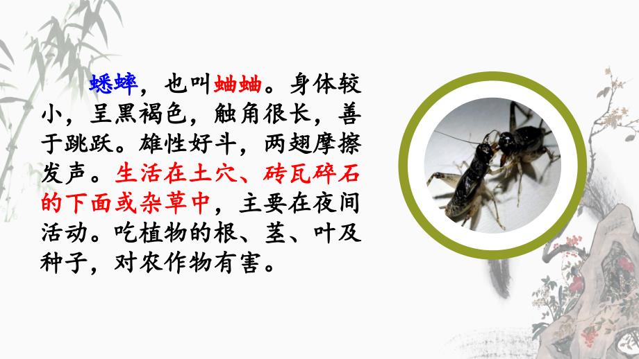 部编人教版四年级上册语文《11 蟋蟀的住宅》教学课件_第1页