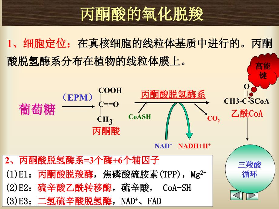 丙酮酸的氧化脱羧精品_第1页