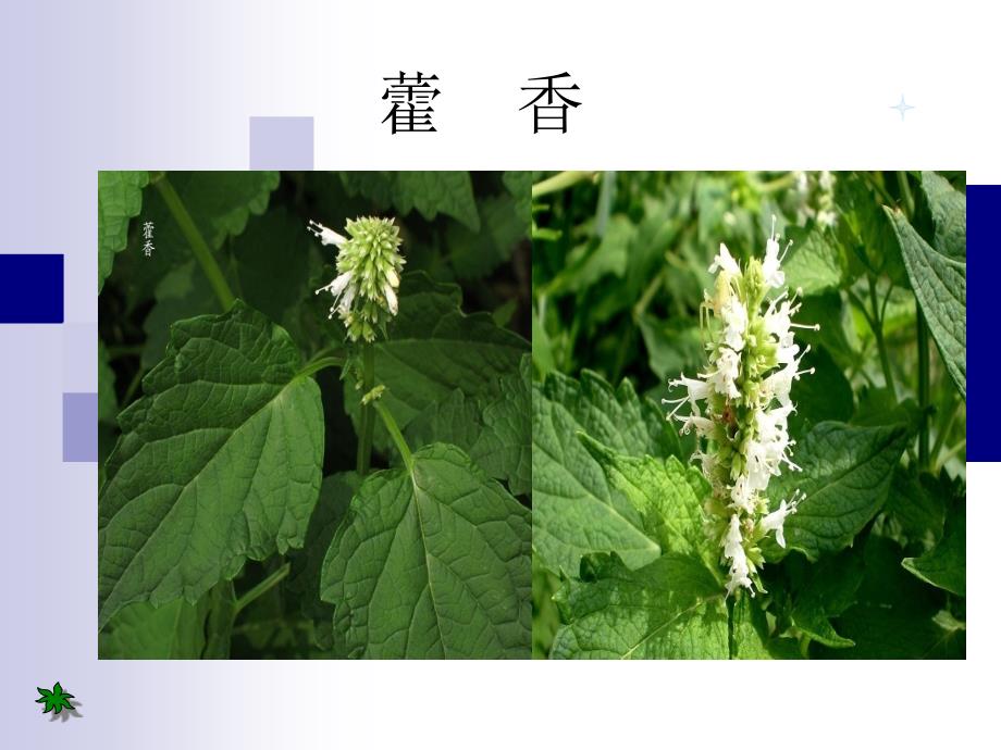 藿香-徐海铭课件_第1页