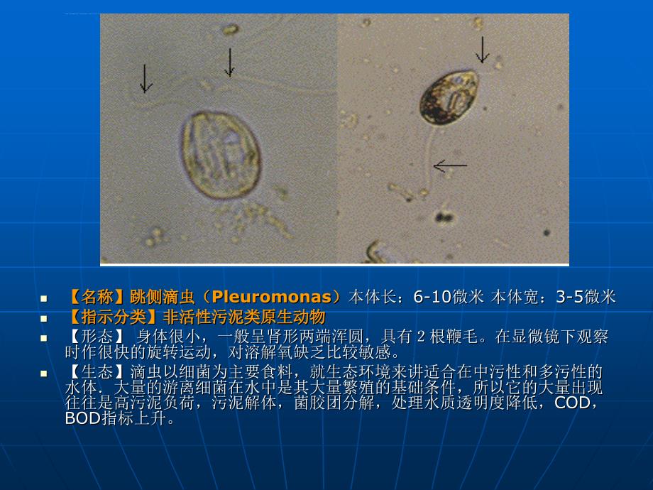 活性污泥虫普ppt课件_第1页