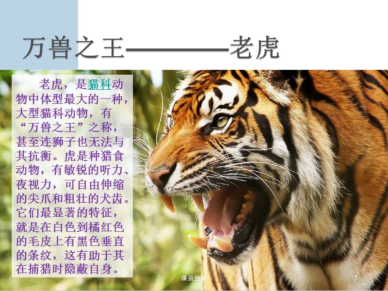 万兽之王—老虎 儿童画【课资内容】_第1页