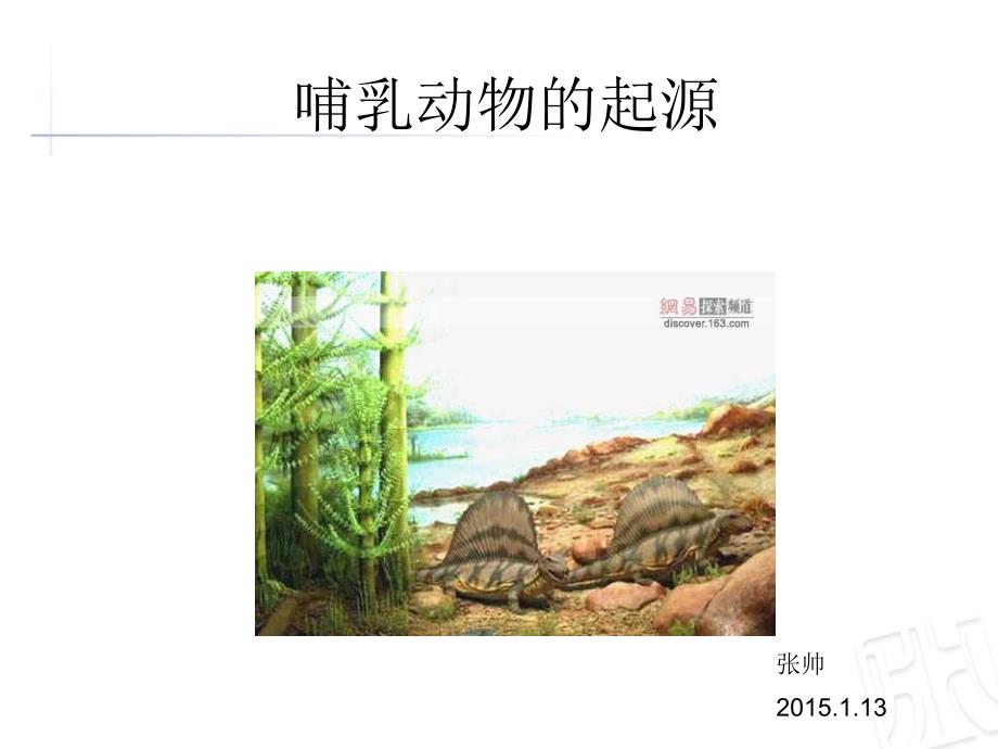 哺乳动物的起源进化课件PPT12_第1页