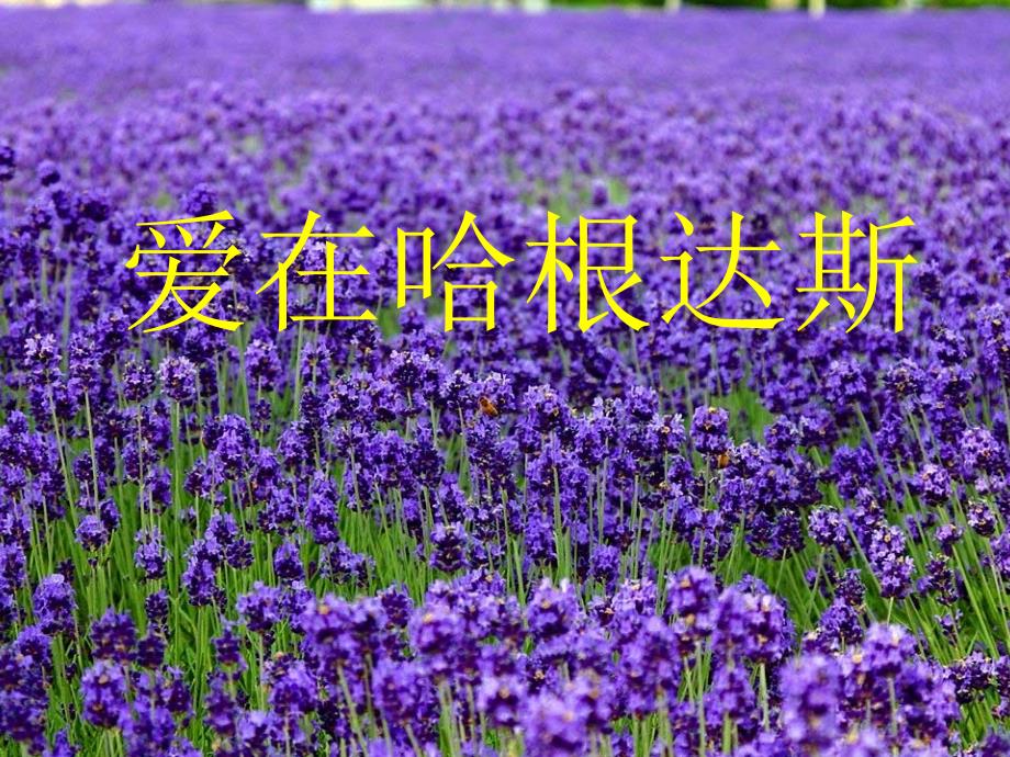 哈根达斯PPT课件_第1页