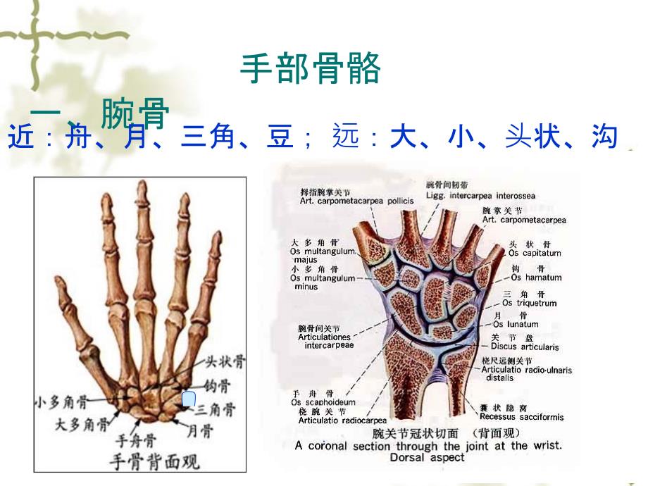 手部解剖及肌肉_第1页
