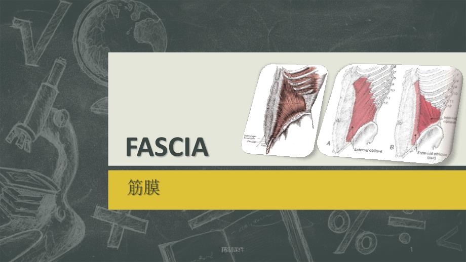 筋膜知识讲解（精编荟萃）_第1页