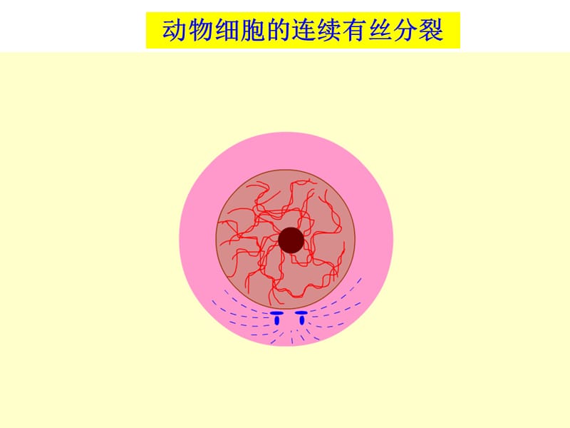 有丝分裂动态图_第1页