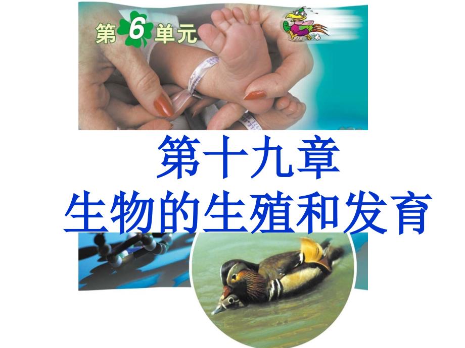 北师大版八上第十九章第一节人的生殖和发育（共32张PPT）_第1页