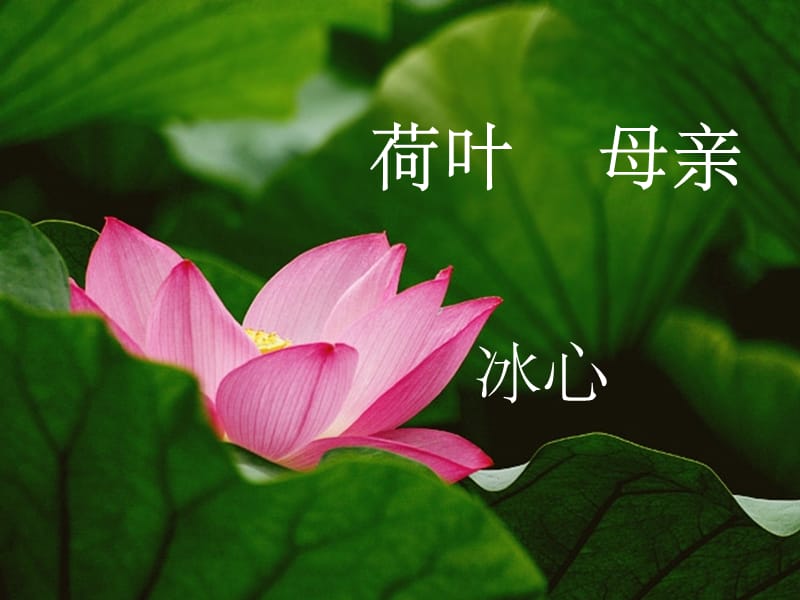 七年级语文上册 第二单元 7《散文诗二首》荷叶母亲教学课件 新人教版_第1页