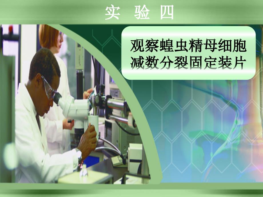 四观察蝗虫精母细胞减数分裂固定装片幻灯片_第1页