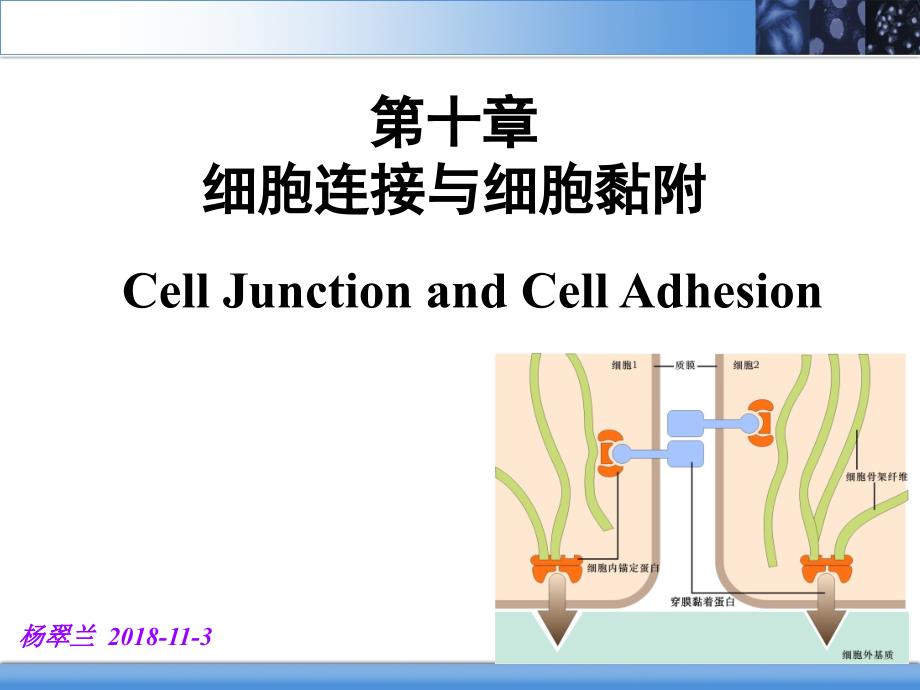 医学细胞生物学第十章细胞连接与细胞粘附_第1页