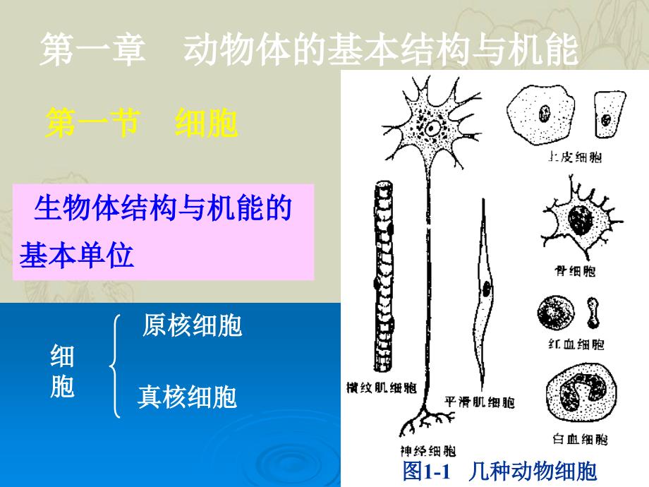 动物体基本结构和机能_第1页
