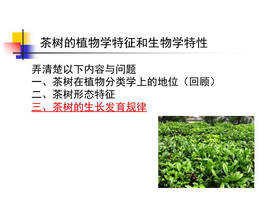 茶树的植物学特征和生物学特性(转载-老师课件)_第1页