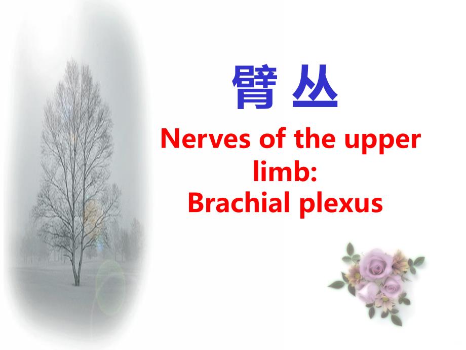 臂丛神经解剖图谱PPT课件.ppt_第1页