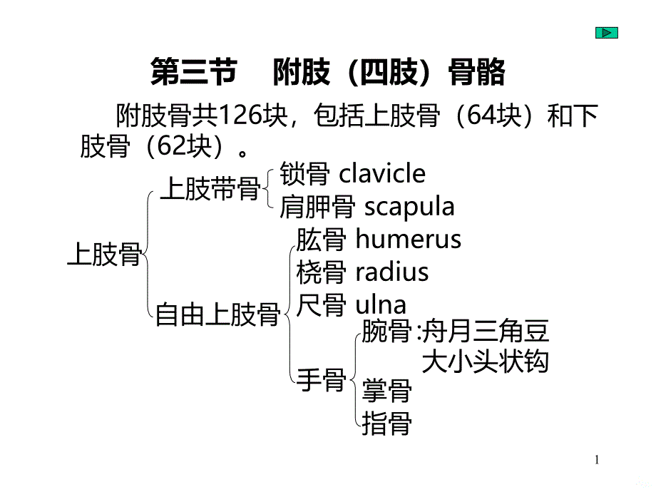 人体解剖学 附肢骨、颅骨PPT课件.ppt_第1页