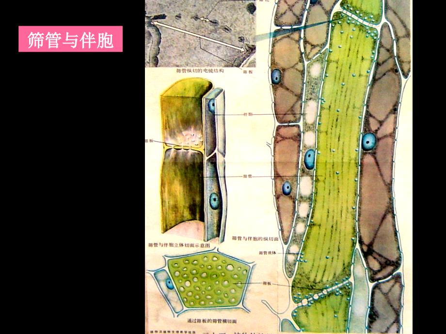 筛管和伴胞_第1页