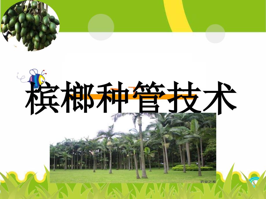 槟榔种植管理技术实用版_第1页