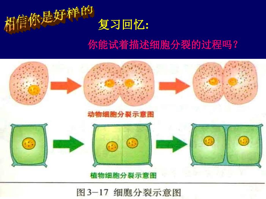 细胞分化形成组织课件ppt课件.ppt_第1页