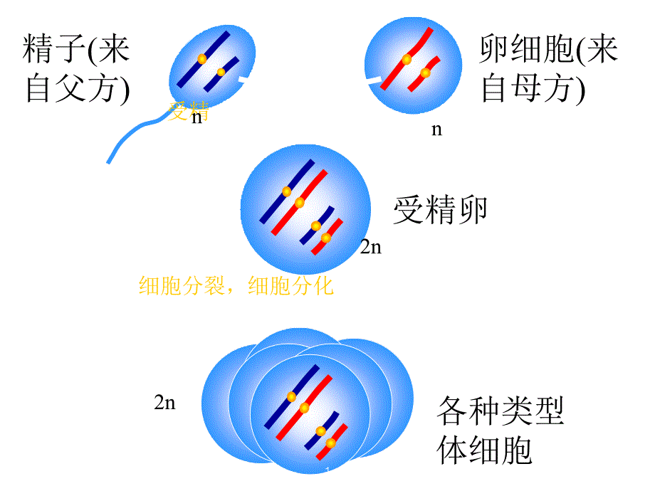 减数分裂过程动画演示ppt课件.ppt_第1页