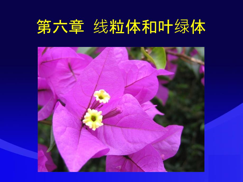 细胞生物学翟中和第四版 06 线粒体与叶绿体ppt课件_第1页