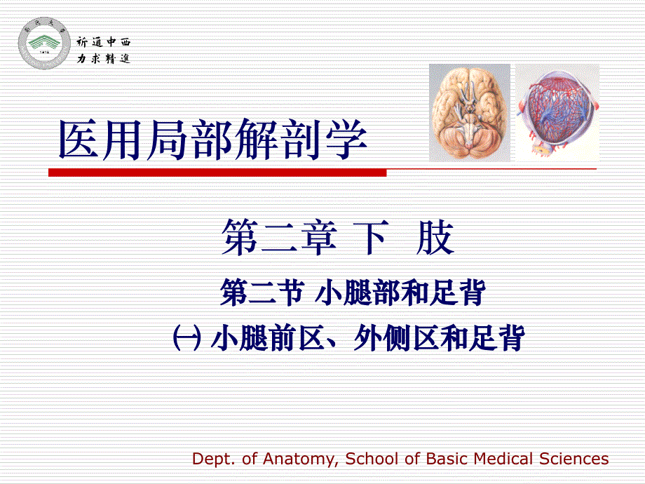 医用局部解剖学-小腿前区、外侧区和足背说课讲解_第1页