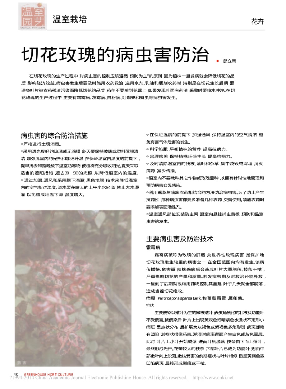 切花玫瑰的病虫害防治_郎立新_第1页