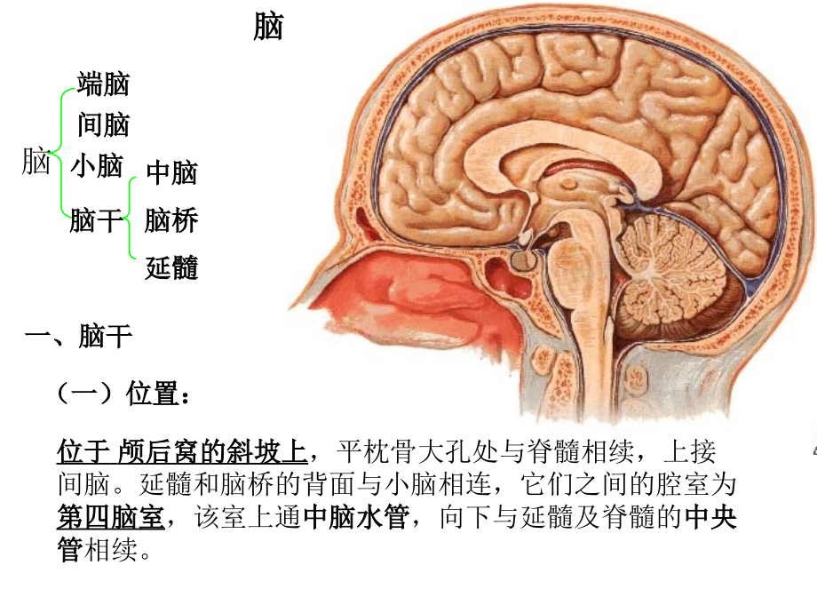 19神经系统-脑_第1页