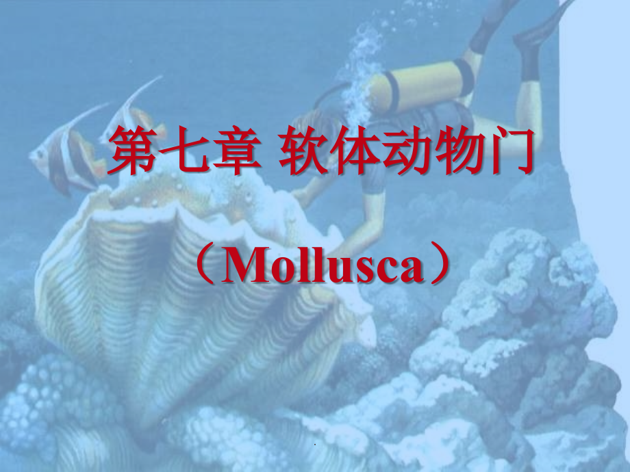 第七章 软体动物门ppt课件_第1页