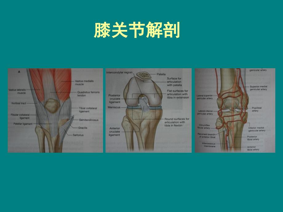 膝关解剖详细图解ppt医学课件_第1页