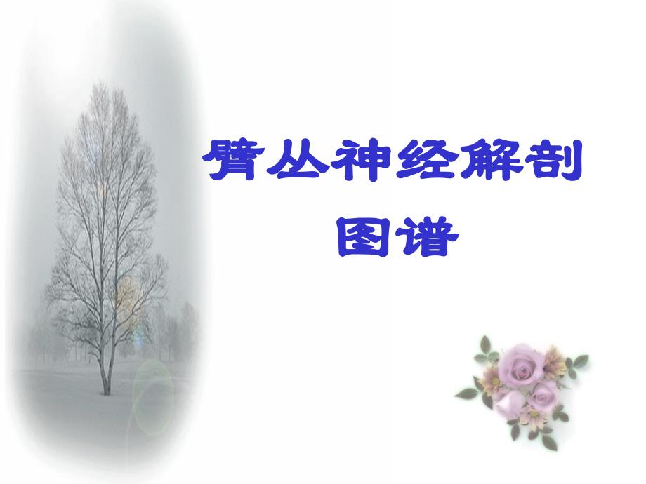 臂丛神经解剖图谱参考PPT_第1页