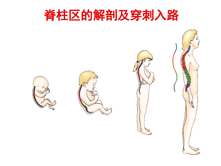 脊柱区1ppt医学课件_第1页