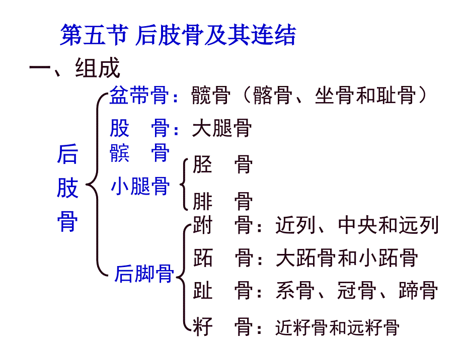 后肢骨及其连结课件PPT_第1页