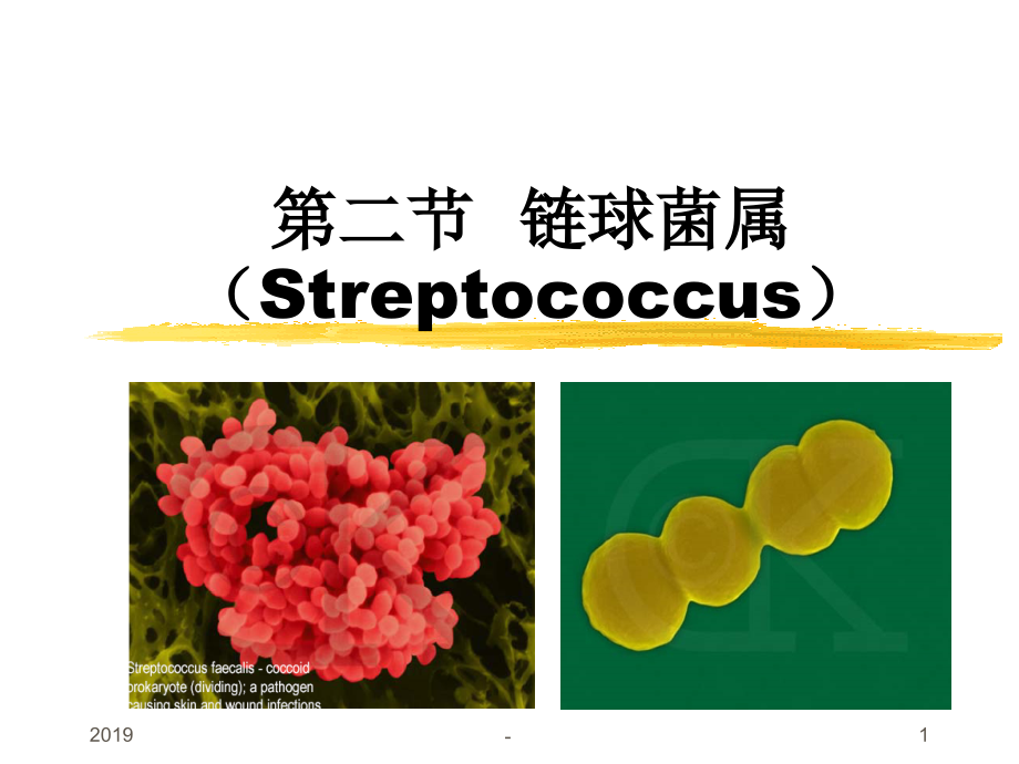 第二节链球菌属ppt课件_第1页