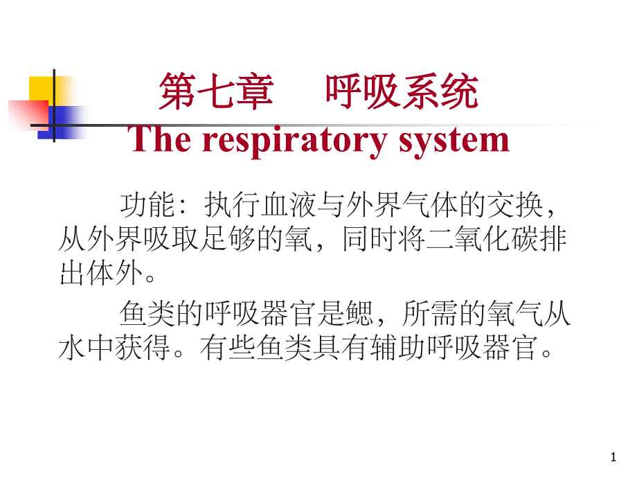 07鱼类的呼吸系统(课堂PPT)_第1页