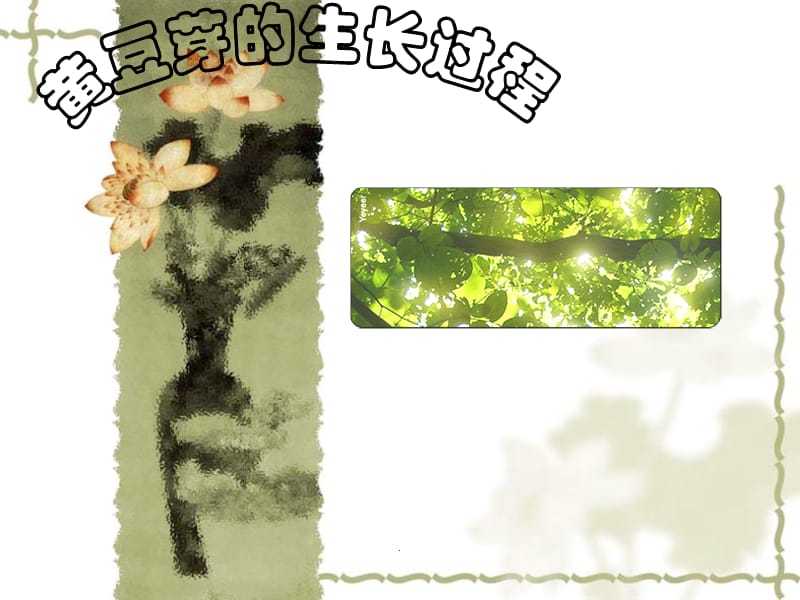 黄豆芽的生长过程-【讲稿】_第1页