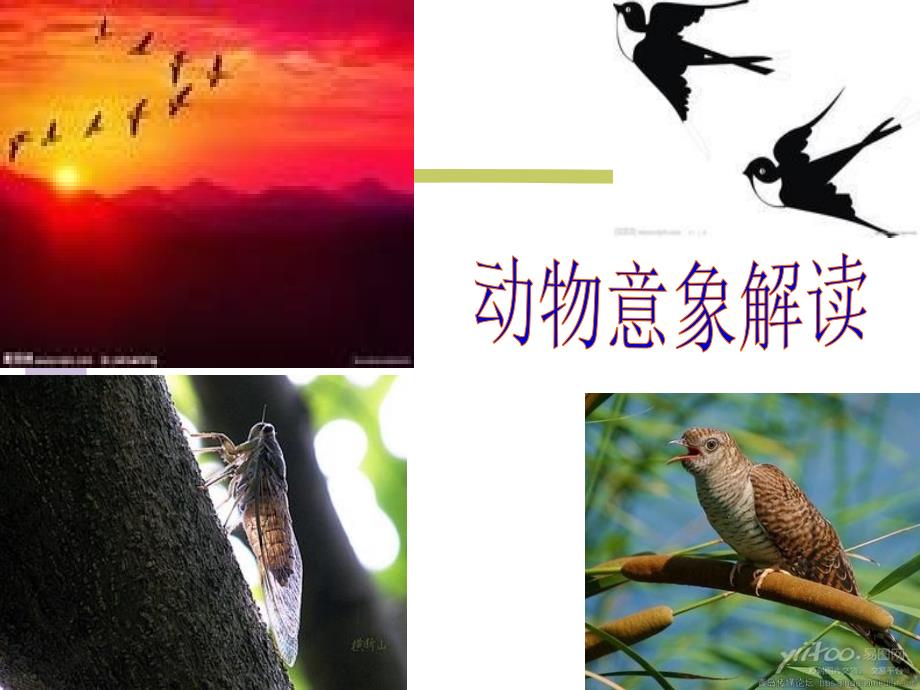 动物类意象解读（2020年整理）.ppt_第1页