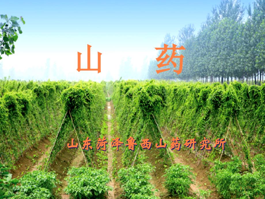 曹州山药ppt课件_第1页
