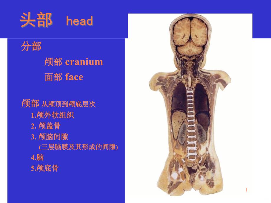 头部解剖图谱ppt课件_第1页