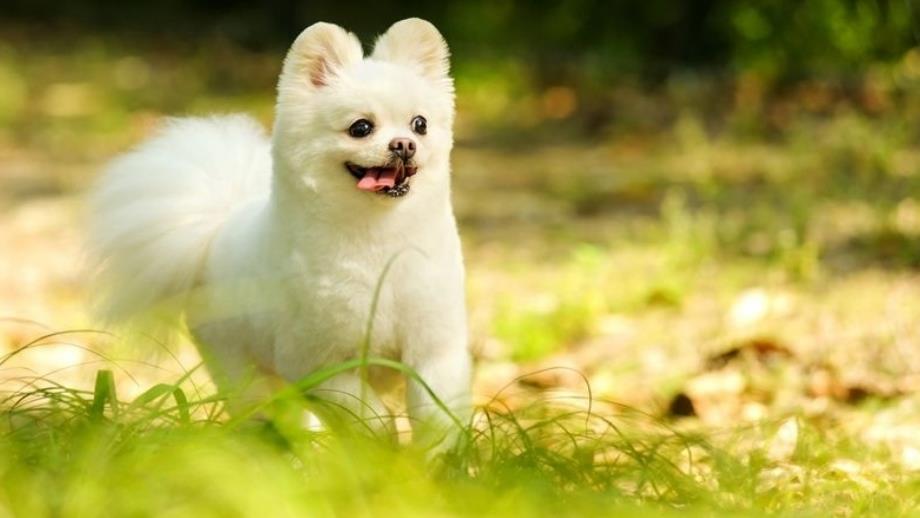 人教版部编版三年级上册语文14 不会叫的狗_第1页