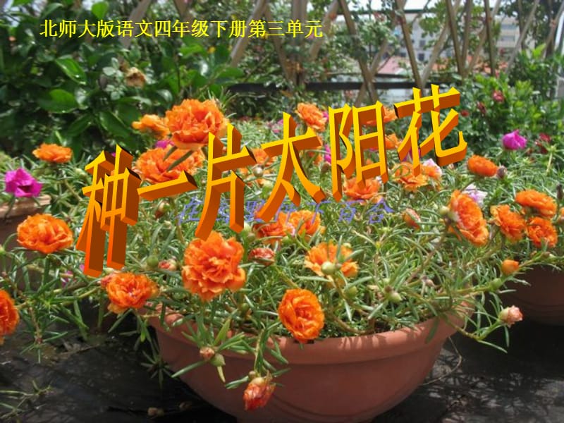 《种一片太阳花》ppt课件_第1页