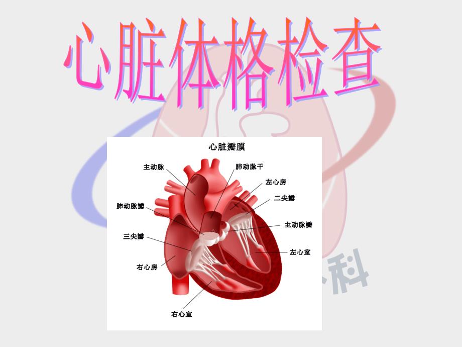 心脏体格检查(1)_第1页