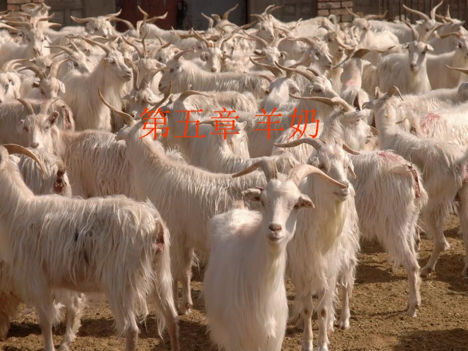 第五章羊奶教学文案_第1页