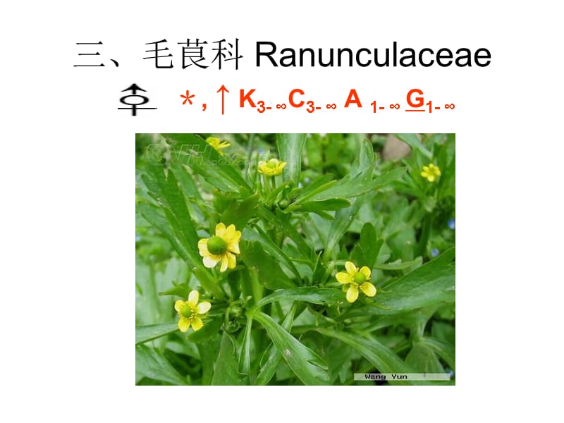 药用植物学-毛茛科、木兰科课件_第1页