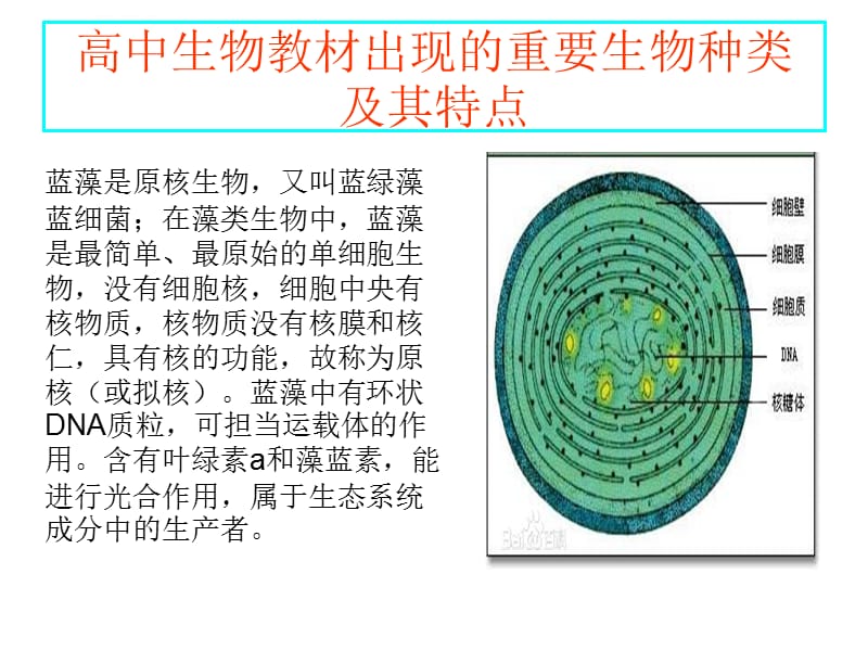 高中生物教材中出现的重要生物种类及特点课件_第1页