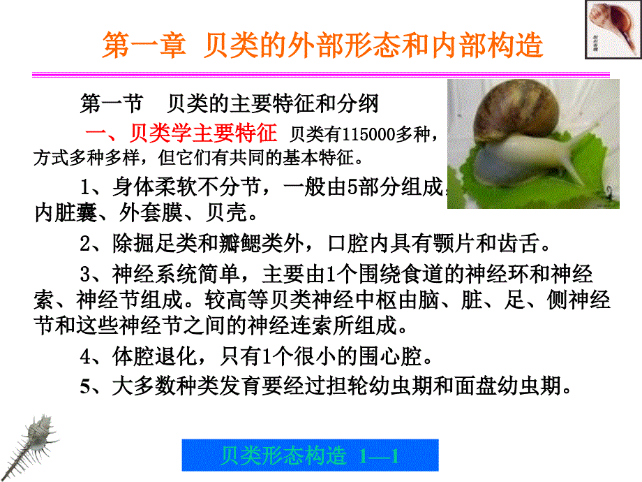 第一章贝类的外部形态和内部形态构造培训课件_第1页